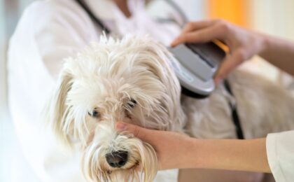 beneficios microchip para mascotas