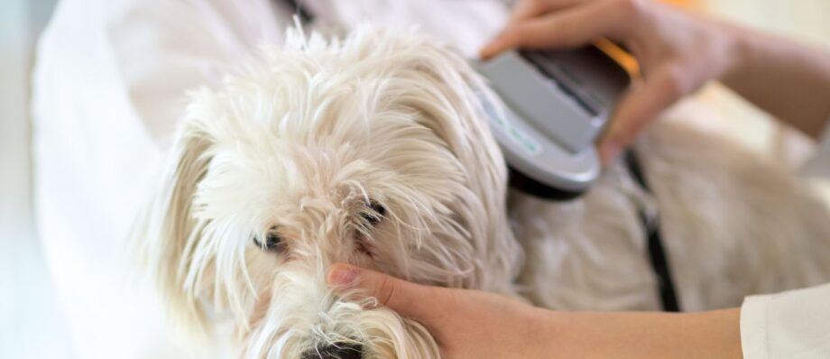 beneficios microchip para mascotas