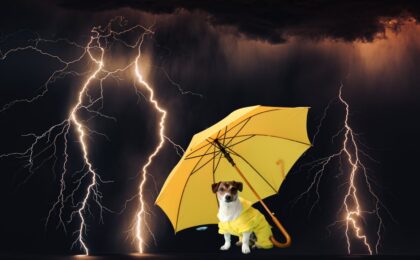 consejos prevenir perdida mascotas durante tormentas