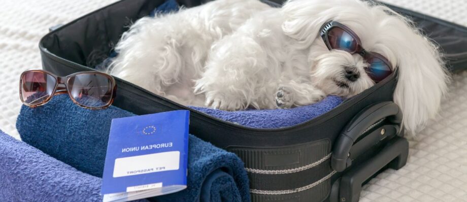 seguridad en viajes con mascotas